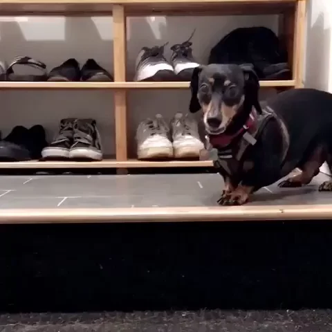An excited dog GIF